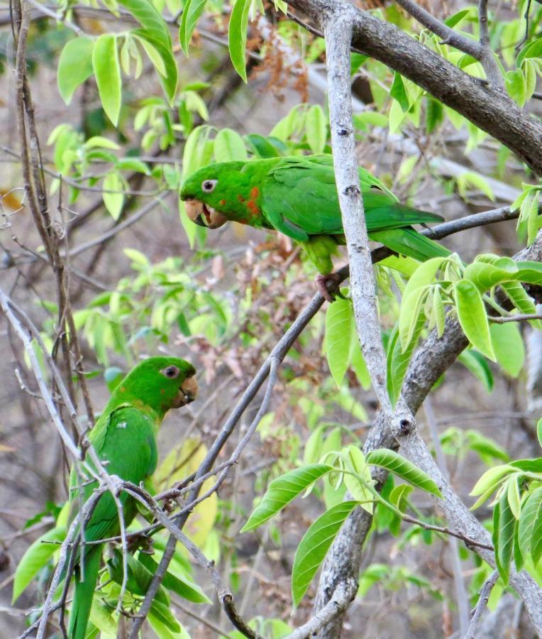Villa Ometepe Mérida Dış mekan fotoğraf